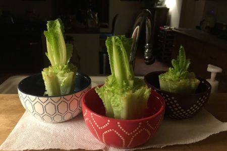 Sprouting Romaine In Your Kitchen